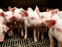 GRIS - KJ Klimateknik har 30 års erfaring i rådgivning, produktion og levering af ventilation til svineproducenter i det tempererede klimabælte. Med os som leverandør er du sikret et godt og stabilt indeklima året rundt.