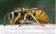 Vi hjælper med at bekæmpe flyvende insekter som eks. hvepse, gedehamse, humlebier, murbier og møl.