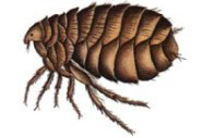 Vi hjælper også med at bekæmpe krybende insekter, som kakerlakker, borebiller, lopper, myrer, væggelus og husbukke.